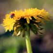 Ladybug on a Yellow Flower