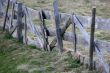 Wooden Fence