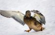 Landing on snow