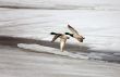 Flight of two ducks