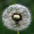 Wind Dandelion