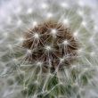 Wind Dandelion