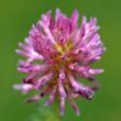 Red Clover