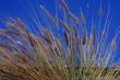 Grass in front of a Blue Sky