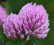 Red Clover