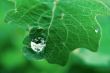 Raindrop