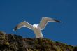 Seagull on a cliff
