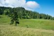 Field