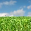 Field