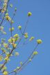 Spring flowers