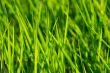 Grass