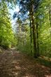 Forest path