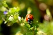 Ladybug on a plant