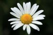 Marguerite Flower