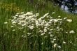 Marguerite Flowers