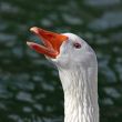 White Goose