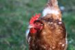 Close view of a chicken