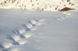 Tracks in the snow