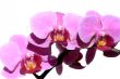 Violet Orchid Phalaenopsis