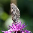 Butterfly on a green background