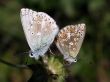 Butterfly - Lyssandra Coridon