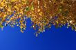 Autumn Leaves against Blue Sky