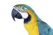 Colorful Macaw