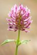 Red Clover