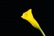 Yellow calla on the black background