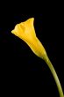 Yellow calla on the black background
