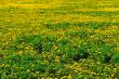 Meadow