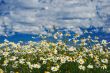 Chamomile