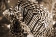 Lion Fish sepia