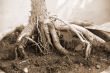 Bonsai Plant roots sepia