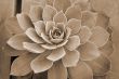 Succulent plant sepia