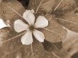 Magenta Flower sepia