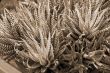 Clustered Aloe Succulent Plant sepia