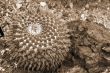 Cactus Mammilaria magnimamma sepia