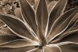 Aloe Succulent sepia