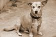 Pet Dog Candid sepia