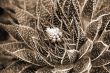 White Flowers on Aloe Succulent Plant sepia