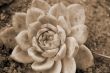 Isolated Aloe Succulent Plant sepia