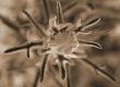 Wildflower in Desert sepia