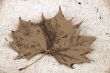 Canada Maple Leaf Fall Season sepia