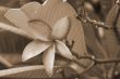 Pink Plumeria Flower sepia