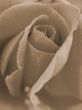 Pink Rose Closeup sepia