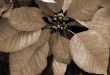 Poinsettia Red Flowers on Christmas sepia