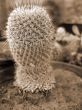 Barrel Cactus Plant sepia