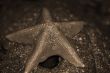 Starfish sepia