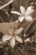 Pink Plumeria Flower sepia